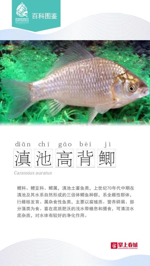 新澳今日图片分析:云南滇池现鱼跳龙门